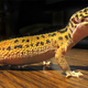 Gecko Leopardo común. Foto: Wikimedia Commons
